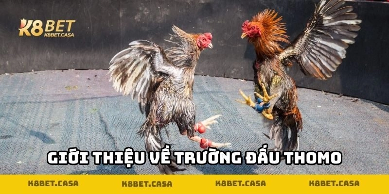 Giới thiệu về trường đấu Thomo
