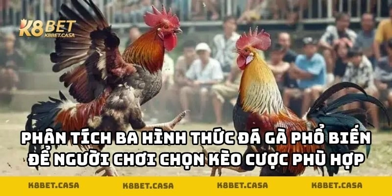 Phân tích ba hình thức đá gà phổ biến để người chơi chọn kèo cược phù hợp