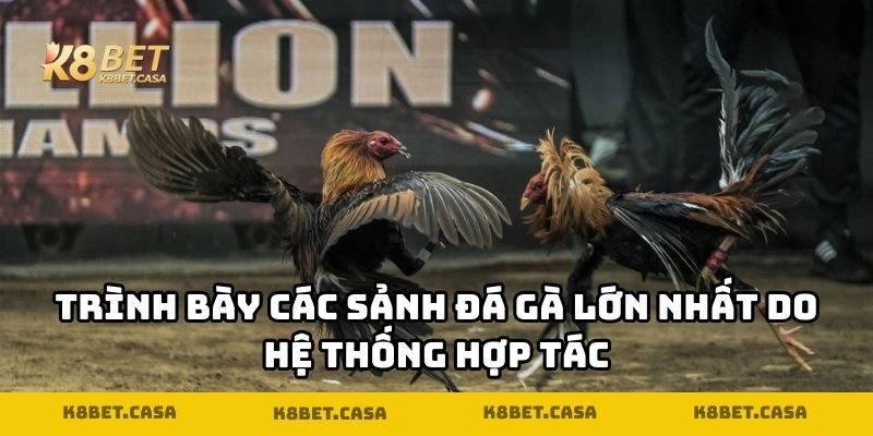 Trình bày các sảnh đá gà lớn nhất do hệ thống hợp tác