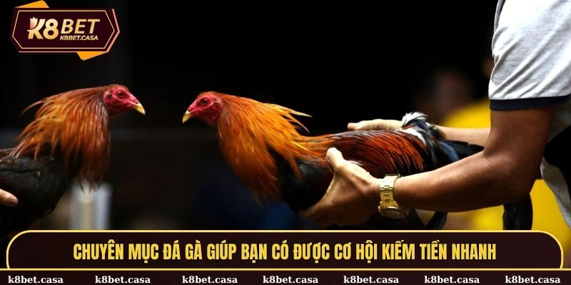 Chuyên mục đá gà giúp bạn có được cơ hội kiếm tiền nhanh